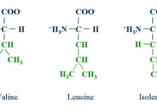 Bất ngờ với công dụng của các axit amin phân nhánh có trong đạm thủy phân NibiAmin Gold