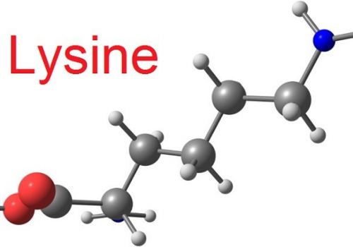 Vai trò của lysine